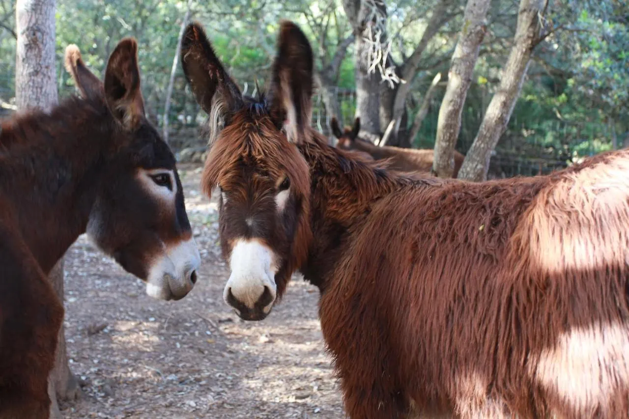 Agroturismo Son Siurana Alcudia